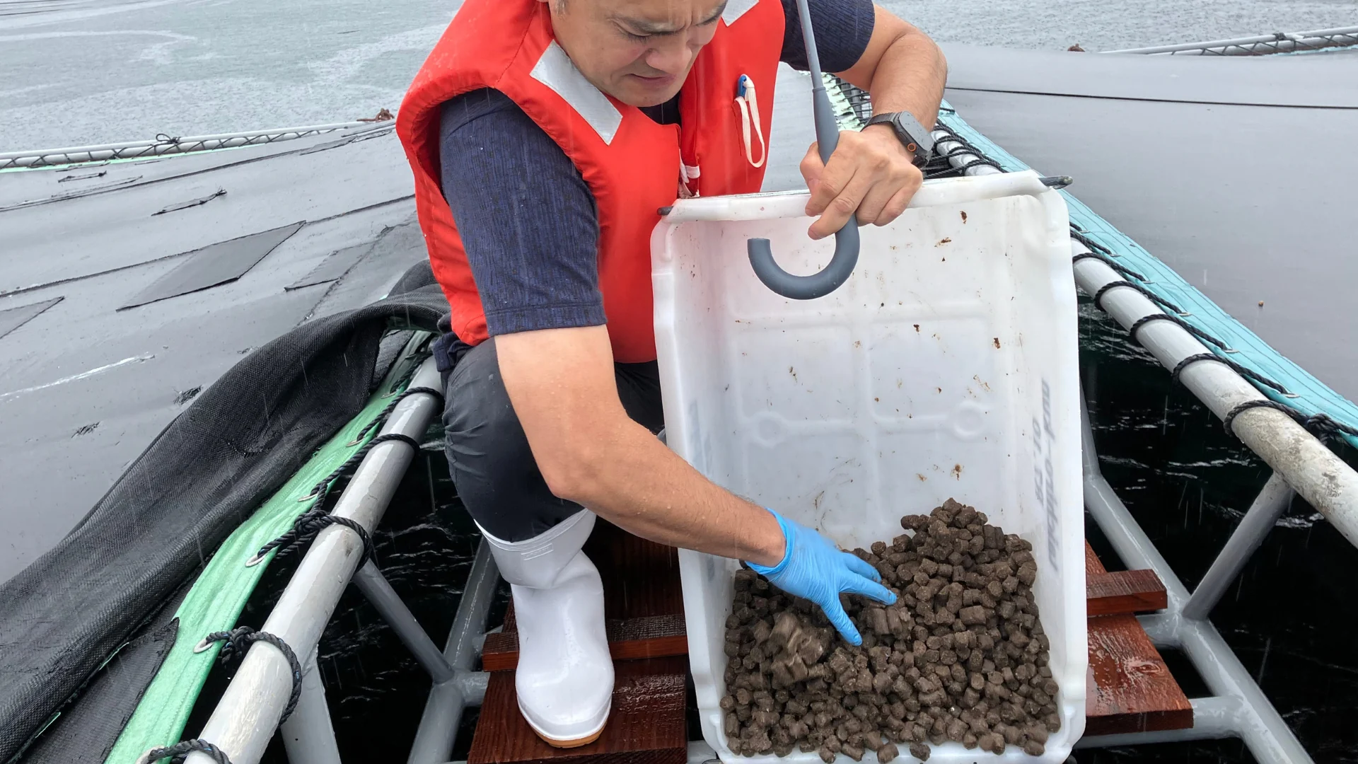 救命胴衣を着て、いけすの魚に餌を与える様子